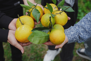 Đa dạng hóa kênh tiêu thụ cho cam Hà Tĩnh