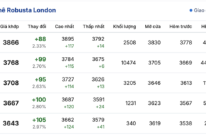 Giá cà phê hôm nay 23/12/2025: Đảo chiều tăng mạnh
