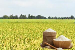 Giá lúa gạo hôm nay ngày 30/12: Giá gạo Jasmine xuất khẩu giảm 7 USD/tấn