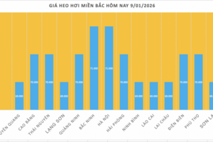 Giá heo hơi hôm nay 9/1/2026: Tiếp đà tăng giá, lập đỉnh mới