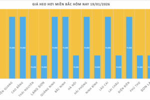 Giá heo hơi hôm nay 19/1/2026: Tăng đồng loạt tại miền Trung, miền Nam