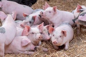 Giá heo hơi hôm nay 9/3/2026: Đang trên đà giảm