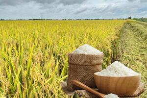 Giá lúa gạo hôm nay ngày 23/3: Gạo xuất khẩu OM 5451 đảo chiều tăng