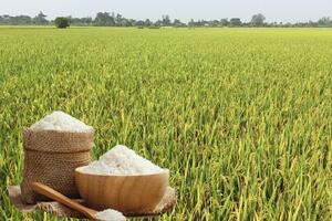 Giá lúa gạo hôm nay ngày 6/4: Gạo thường tăng 1.000 đồng/kg