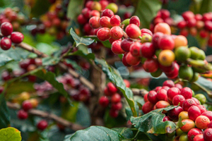 Giá cà phê thế giới tăng mạnh do lo ngại thiếu nguồn cung