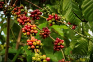 Giá cà phê hôm nay 8/5/2026: Tăng nhẹ, lên mốc 87.000 đồng/kg