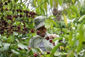 Giá cà phê hôm nay 15/5/2026: Bật tăng 1.000 đồng/kg