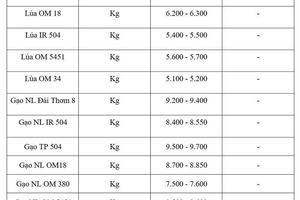 Giá lúa gạo hôm nay ngày 15/5/2026: Gạo thường giảm 1.000 đồng/kg