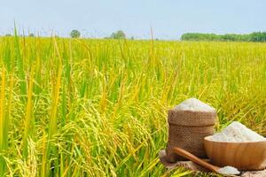 Giá lúa gạo hôm nay ngày 12/6/2026: Tấm thơm giảm nhẹ