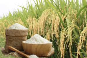 Giá lúa gạo hôm nay ngày 19/6/2026: Lúa tươi đồng loạt giảm