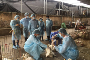 Bài học từ 30 năm chống cúm gia cầm H5N1 tại châu Á: Cảnh báo cho nguy cơ dịch bệnh mới nổi