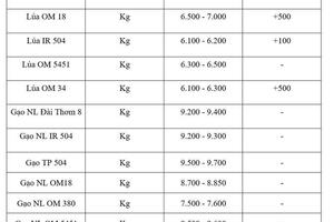 Giá lúa gạo hôm nay ngày 17/7/2026: Lúa tươi tiếp đà tăng mạnh