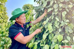 Giá tiêu hôm nay 27/7/2026: Đi ngang, cao nhất 141.000 đồng/kg