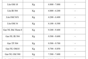 Giá lúa gạo hôm nay ngày 27/7/2026: Tấm thơm tăng nhẹ