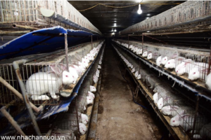 Một số vấn đề trong phát triển chăn nuôi thỏ ở Việt Nam