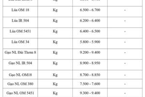 Giá lúa gạo hôm nay ngày 4/9/2026: Gạo thơm Jasmine tăng 500 đồng/kg