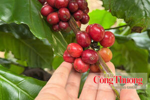 Giá cà phê hôm nay 11/9/2026: Tăng nhẹ 200 đồng/kg
