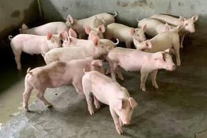 Giá heo hơi hôm nay 18/9/2026: Tăng 1.000 đồng/kg tại 2 địa phương