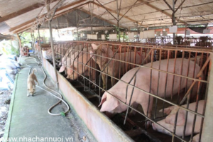 Giá heo hơi ngày 7/10: Mặt bằng đồng loạt giảm về 53.000–55.000 đồng/kg