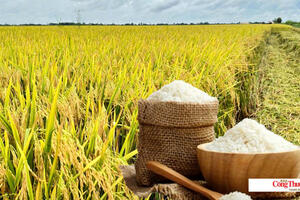 Giá lúa gạo hôm nay ngày 15/10/2026: Giá lúa tươi biến động