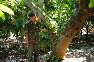Bình Phước sẽ là thủ phủ ca cao