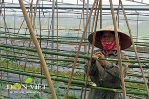 Rau an toàn bén rễ miền sơn cước