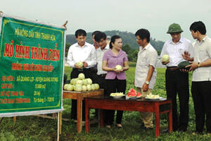 Trồng dưa lê thơm, cải thiện cuộc sống
