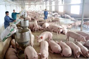 Ngành chăn nuôi 2021: Vẫn tăng trưởng 5,6%