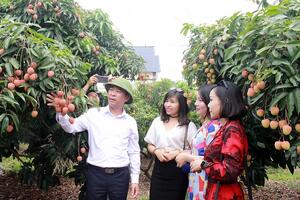 Tiêu thụ nông sản gắn với du lịch: Thêm lợi ích kép
