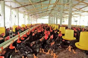 Hiệu quả từ chuyển đổi phương thức chăn nuôi