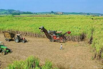 Bà con nông dân Gia Lai đổi đời nhờ cây mía