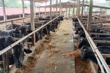Nhân rộng mô hình hợp tác xã chăn nuôi an toàn