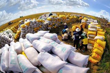 Giữ vững vị thế gạo Việt: Thủ tướng yêu cầu giải pháp lâu dài
