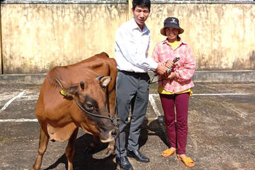 Sinh kế từ đàn bò, tương lai từ nông nghiệp sạch