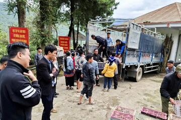 Hỗ trợ giống vịt cổ xanh cho hộ đồng bào dân tộc thiểu số