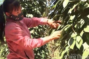 Giá tiêu hôm nay 30/10/2025: Tăng mạnh 1.000 đồng/kg