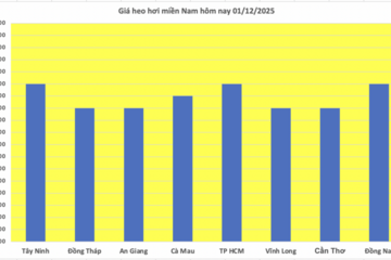 Giá heo hơi hôm nay 01/12/2025: Tiếp đà tăng, đạt mốc mới