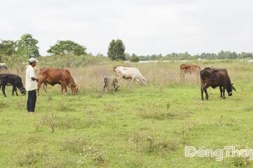 Đồng Tháp: Phấn đấu tiêm phòng vắc xin bệnh viêm da nổi cục trên 80% tổng đàn trâu, bò