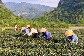'Ươm mầm' thương hiệu nông sản từ đất Mường Lạn, Điện Biên