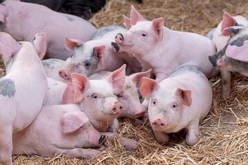 Giá heo hơi hôm nay 27/1/2026: Tăng mạnh, miền Bắc lập 'đỉnh' mới