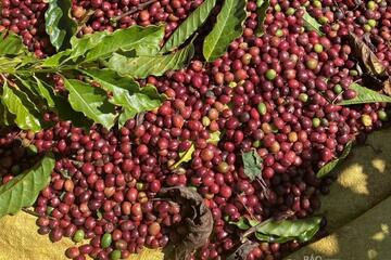 Nguồn cung thắt chặt, giá cà phê thế giới đồng loạt tăng