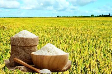 Giá lúa gạo hôm nay ngày 2/3/2026: Lúa tươi vững giá