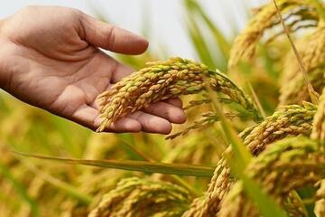 Gạo giảm phát thải mở đường nâng tầm xuất khẩu gạo Việt