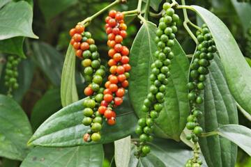 Giá tiêu hôm nay 9/3/2026: Giữ đà bình ổn