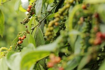 Giá tiêu hôm nay 16/3/2026: Dao động từ 142.500 - 144.500 đồng/kg