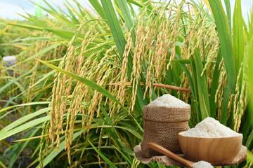 Giá lúa gạo hôm nay ngày 16/3/2026: Gạo châu Á chịu áp lực giảm giá