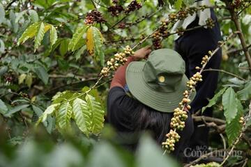 Giá cà phê hôm nay 23/3/2026: Tăng nhẹ 500 - 700 đồng/kg