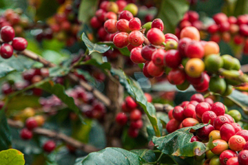 Giá cà phê thế giới tăng mạnh do lo ngại thiếu nguồn cung