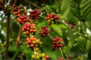Giá cà phê hôm nay 8/5/2026: Tăng nhẹ, lên mốc 87.000 đồng/kg