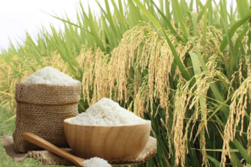 Giá lúa gạo hôm nay ngày 19/6/2026: Lúa tươi đồng loạt giảm